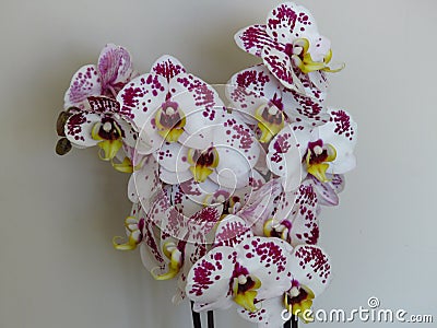 Spotted purple white gorgeous bloom of Phalaenopsis, â€œmoth orchidsâ€. Beautiful exotic flowers indoor plants. Stock Photo